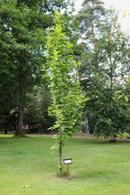 Magnolia acuminata - magnólie, šácholan přišpičatělý - celek